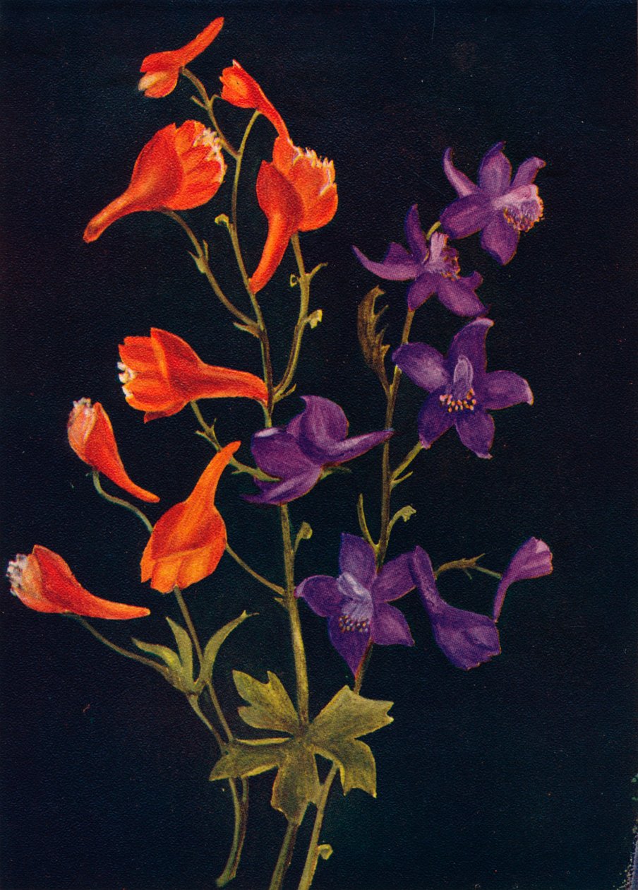 Escarlate e Larkspur azul, c1915, 1915 de Emma Graham Clock
