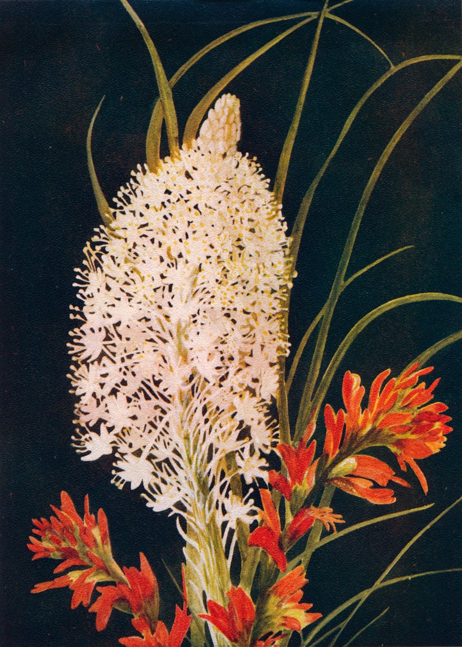 Pincel de grama escarlate e escarlate, c1915, 1915 de Emma Graham Clock