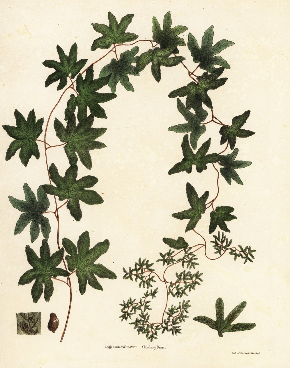 samambaia trepadora americana ou samambaia de Hartford, Lygodium palmatum de Endicott Endicott