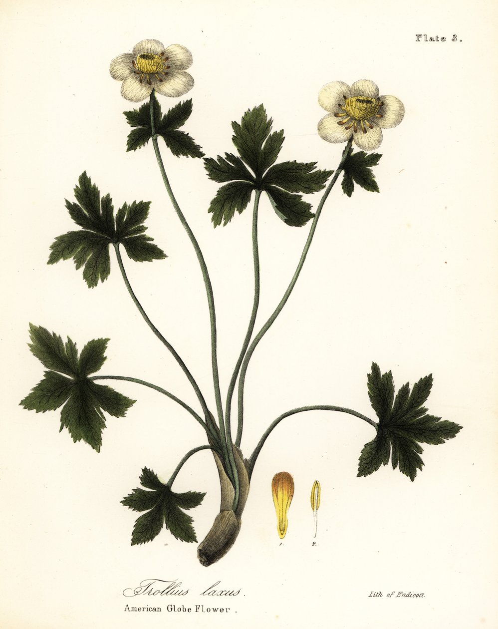 Flor de globo americano ou globo de propagação americano, Trollius laxus de Endicott Endicott