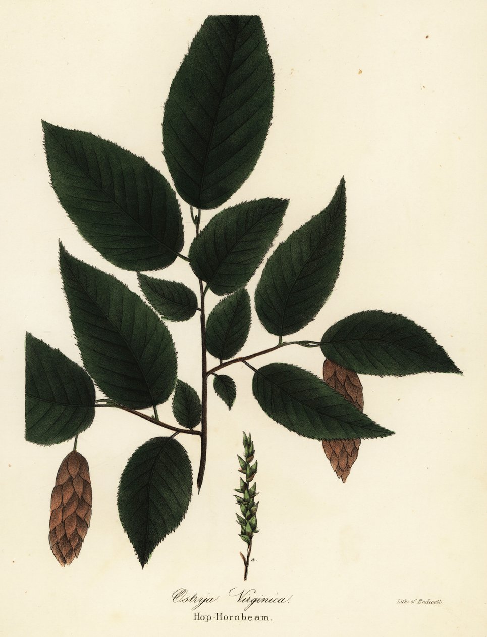 Hophornbeam americano, Ostrya virginiana (Hop-hornbeam, Ostrya virginica) de Endicott Endicott