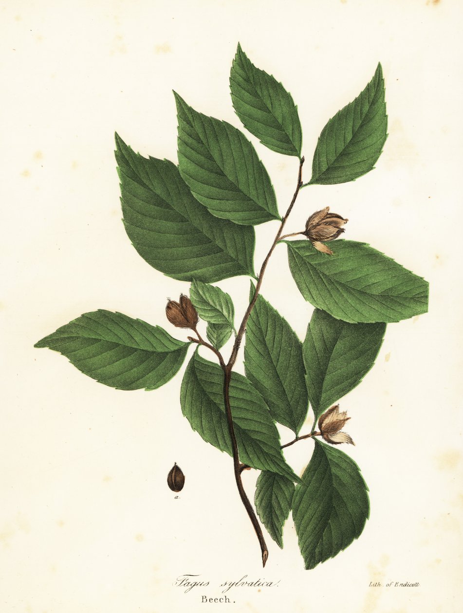 Faia, Fagus sylvatica de Endicott Endicott
