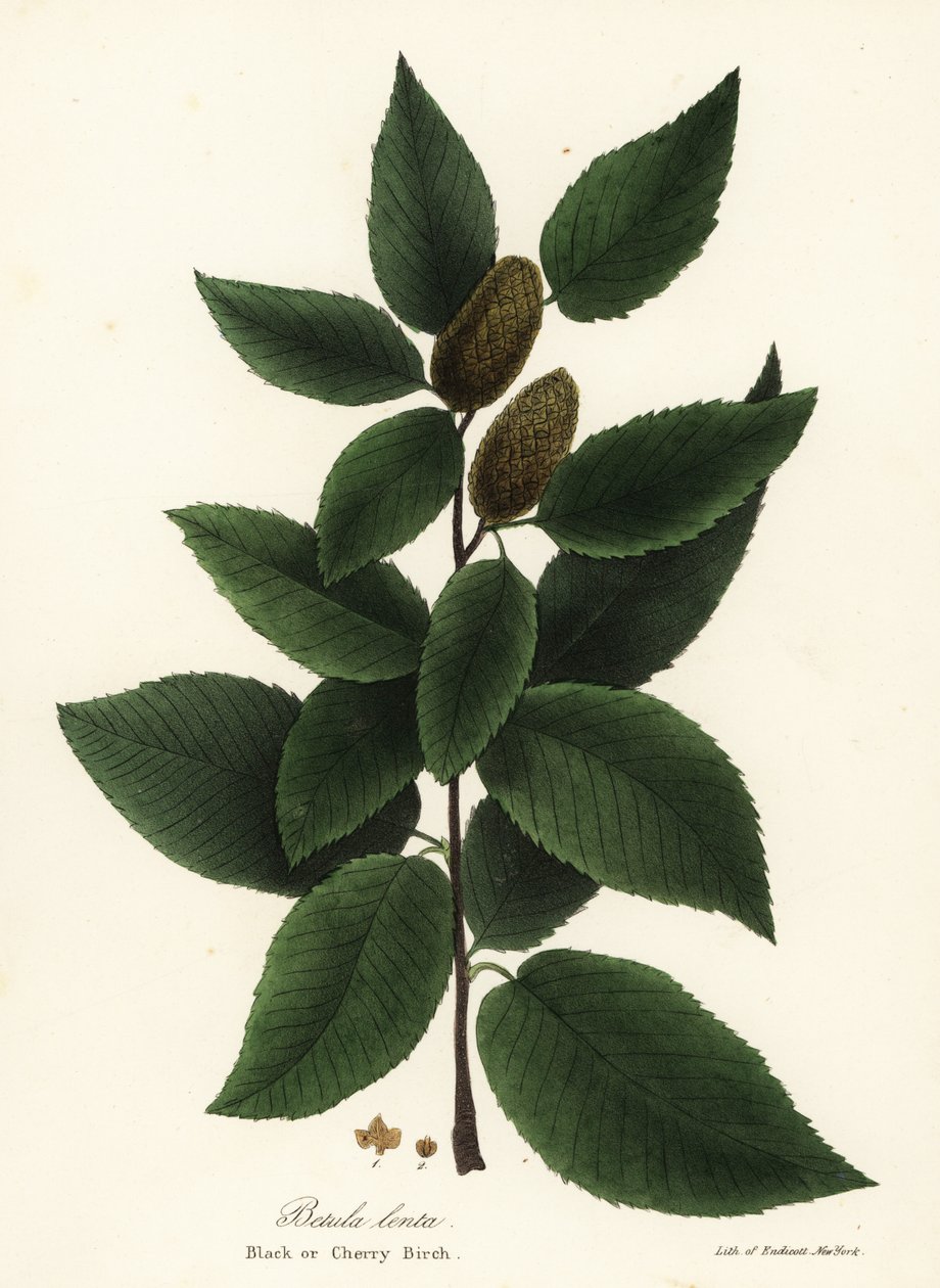 Bétula preta ou bétula de cerejeira, Betula lenta de Endicott Endicott