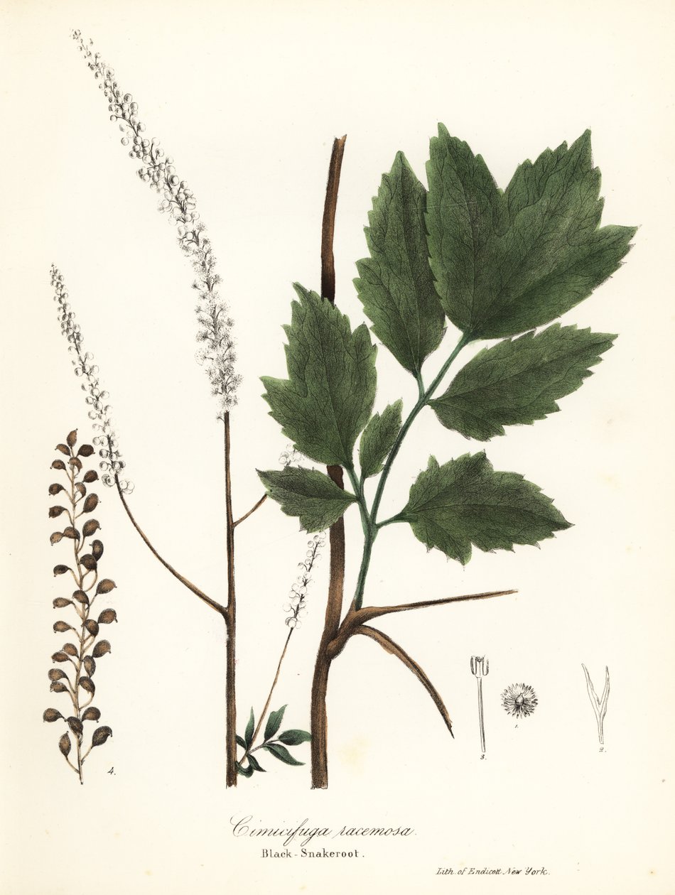 Black cohosh, black bugbane, black snakeroot ou fairy candle, Actaea racemosa (Cimicifuga racemosa) de Endicott Endicott