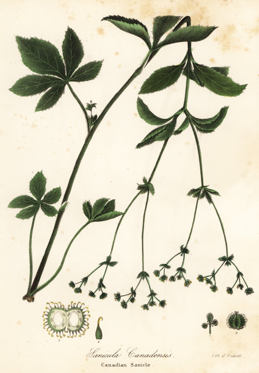 Sanicula canadensis ou Sanicula canadense de Endicott Endicott