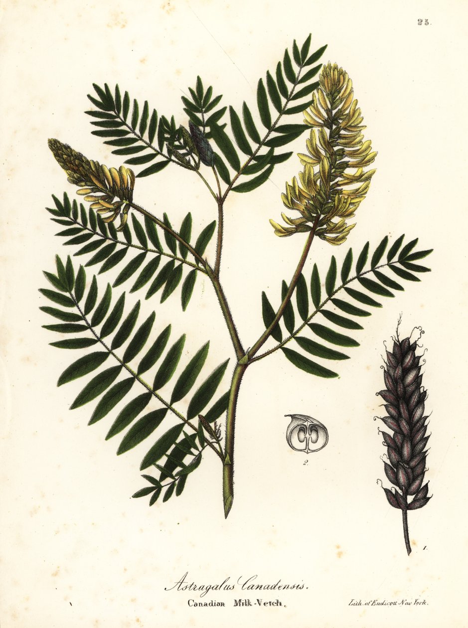 Ervilhaca canadiana de leite, Astragalus canadensis de Endicott Endicott
