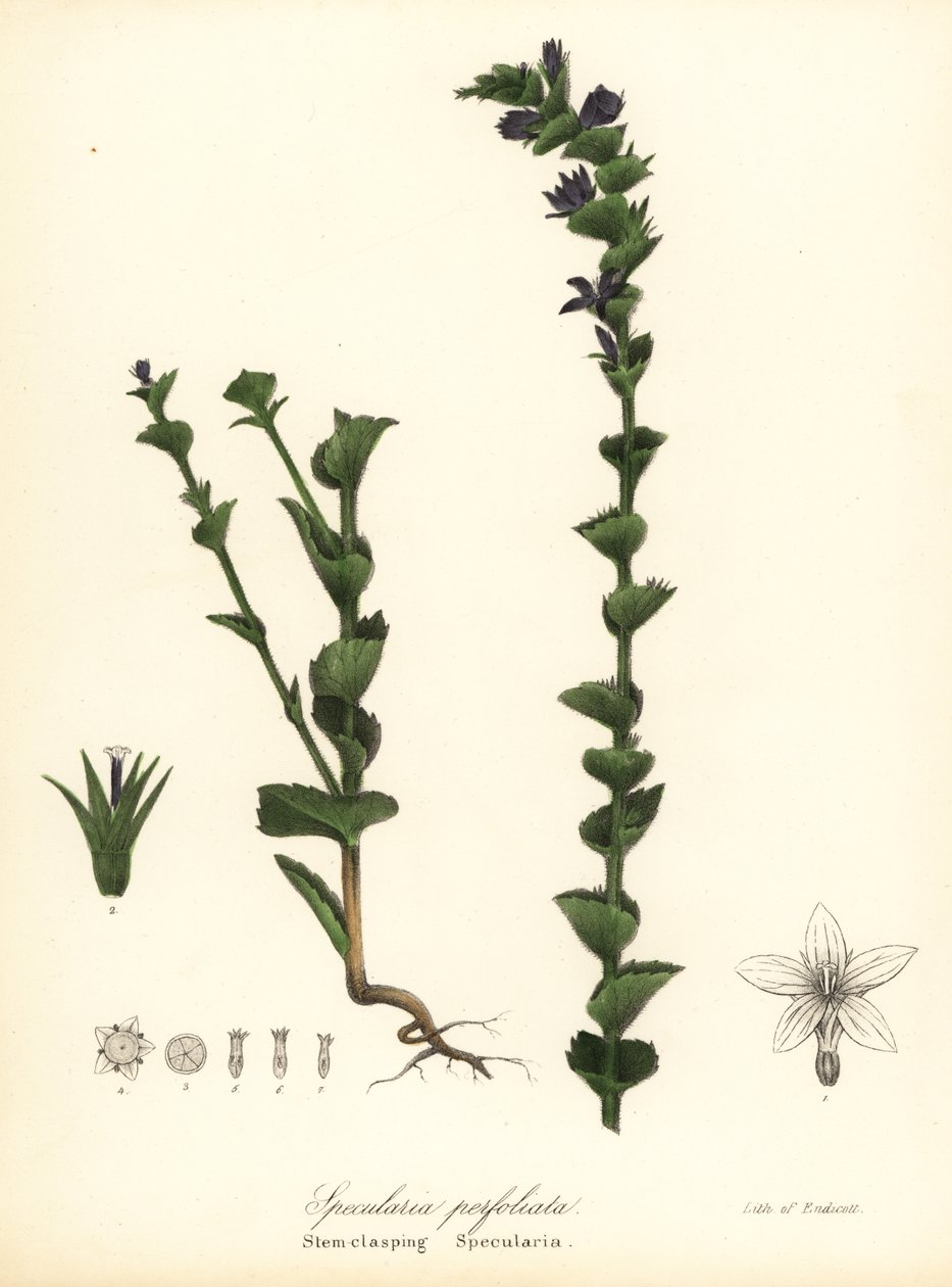 Fecho de Vénus, Triodanis perfoliata (Stem-clasping specularia, Specularia perfoliata) de Endicott Endicott