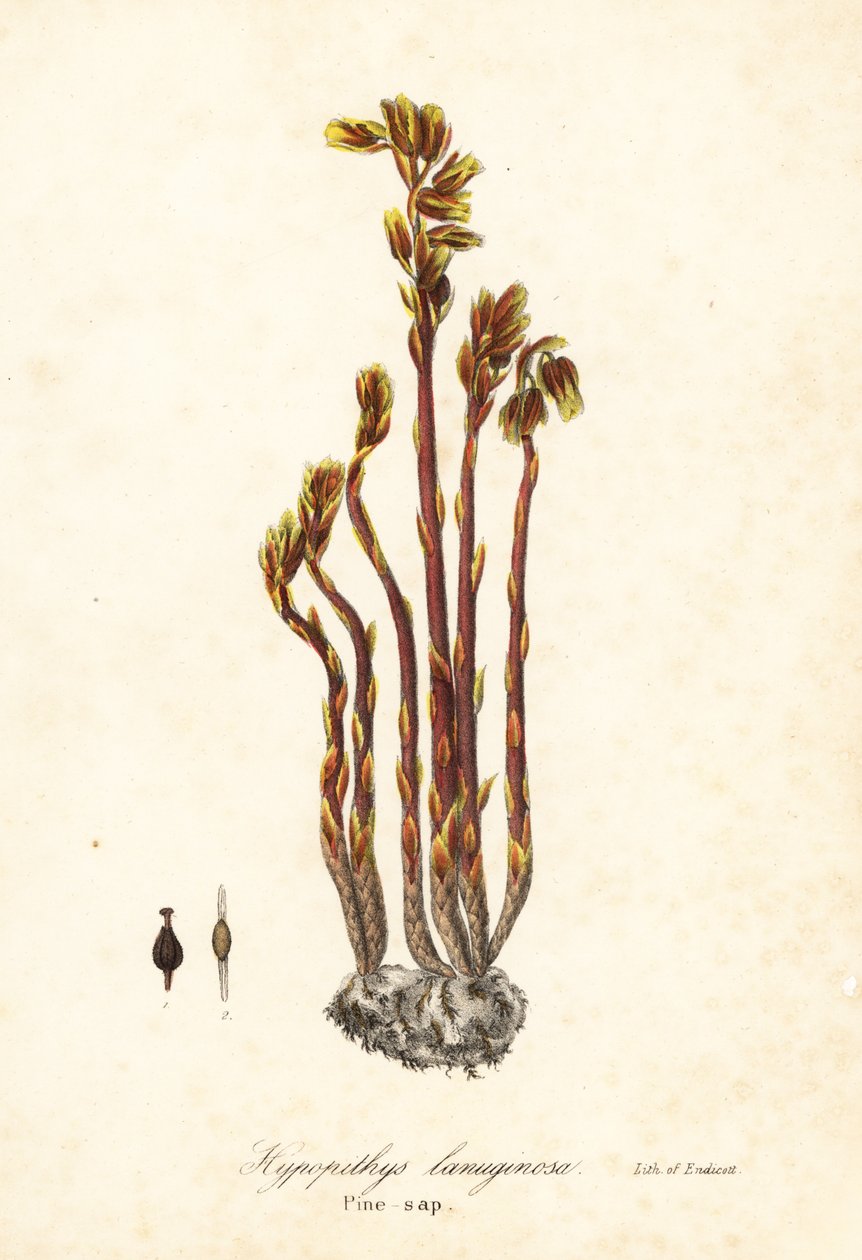 Cachimbo do Holandês, falsas gotas de faia, pinheiro ou ninho de pássaros amarelo, hipopitas Monotropa (Pine-sap, Hypopithys lanuginosa) de Endicott Endicott