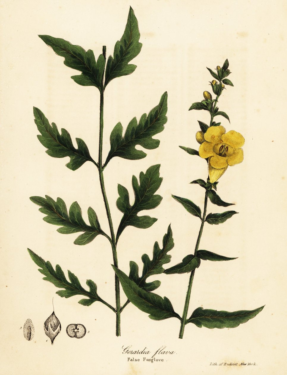 Falsa luva de raposa, Aureolaria flava (Gerardia flava) de Endicott Endicott