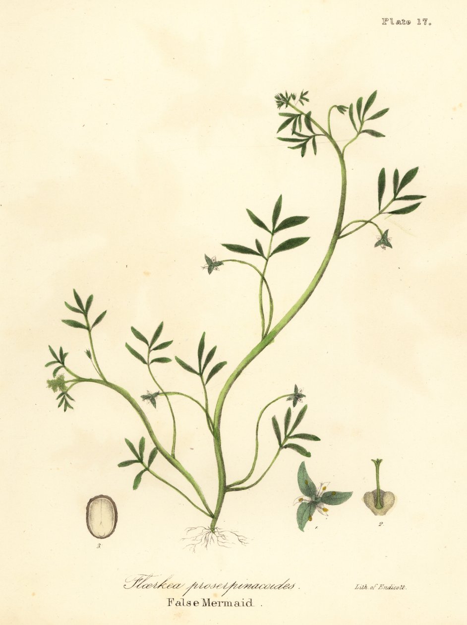 Falsa sereia, Floerkea proserpinacoides de Endicott Endicott