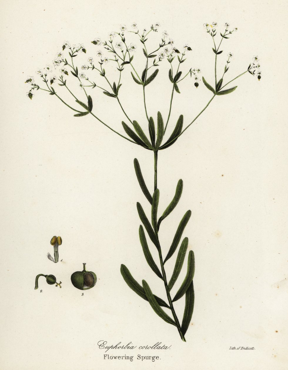 Spurge floração, Euphorbia corollata de Endicott Endicott