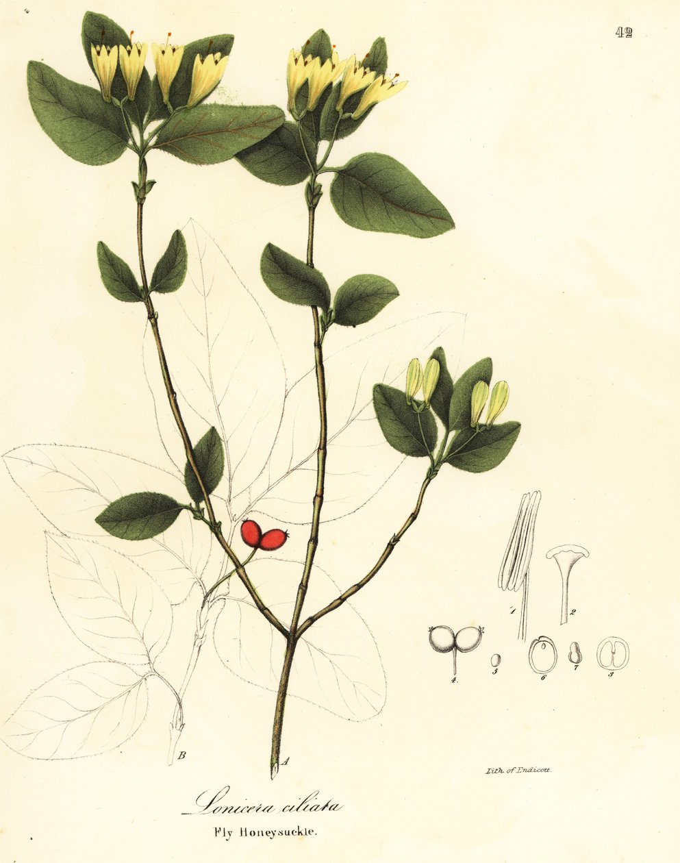 Madressilva de mosca, Lonicera ciliata de Endicott Endicott