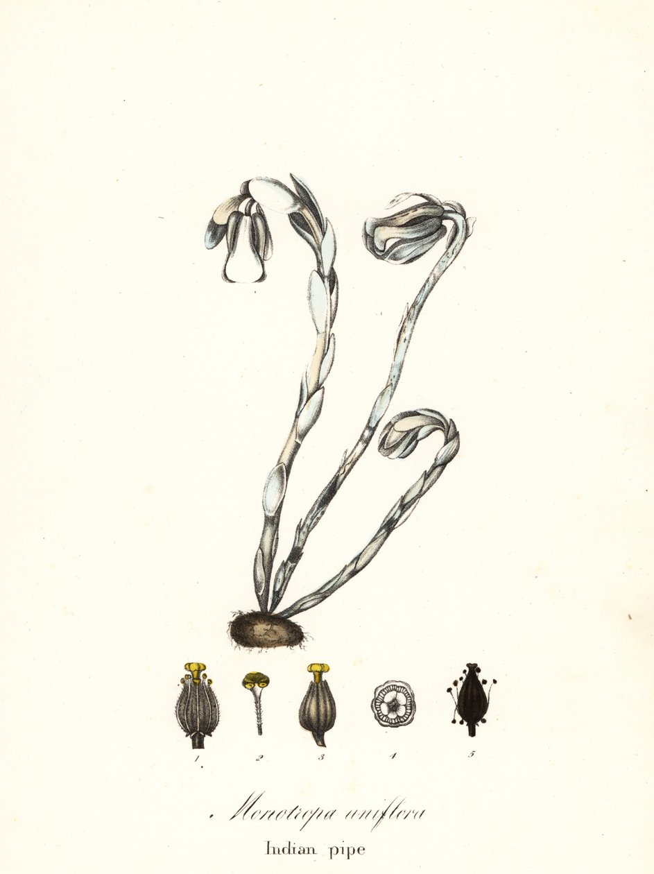 Planta fantasma, cachimbo fantasma, cachimbo indiano ou planta cadáver, Monotropa uniflora de Endicott Endicott