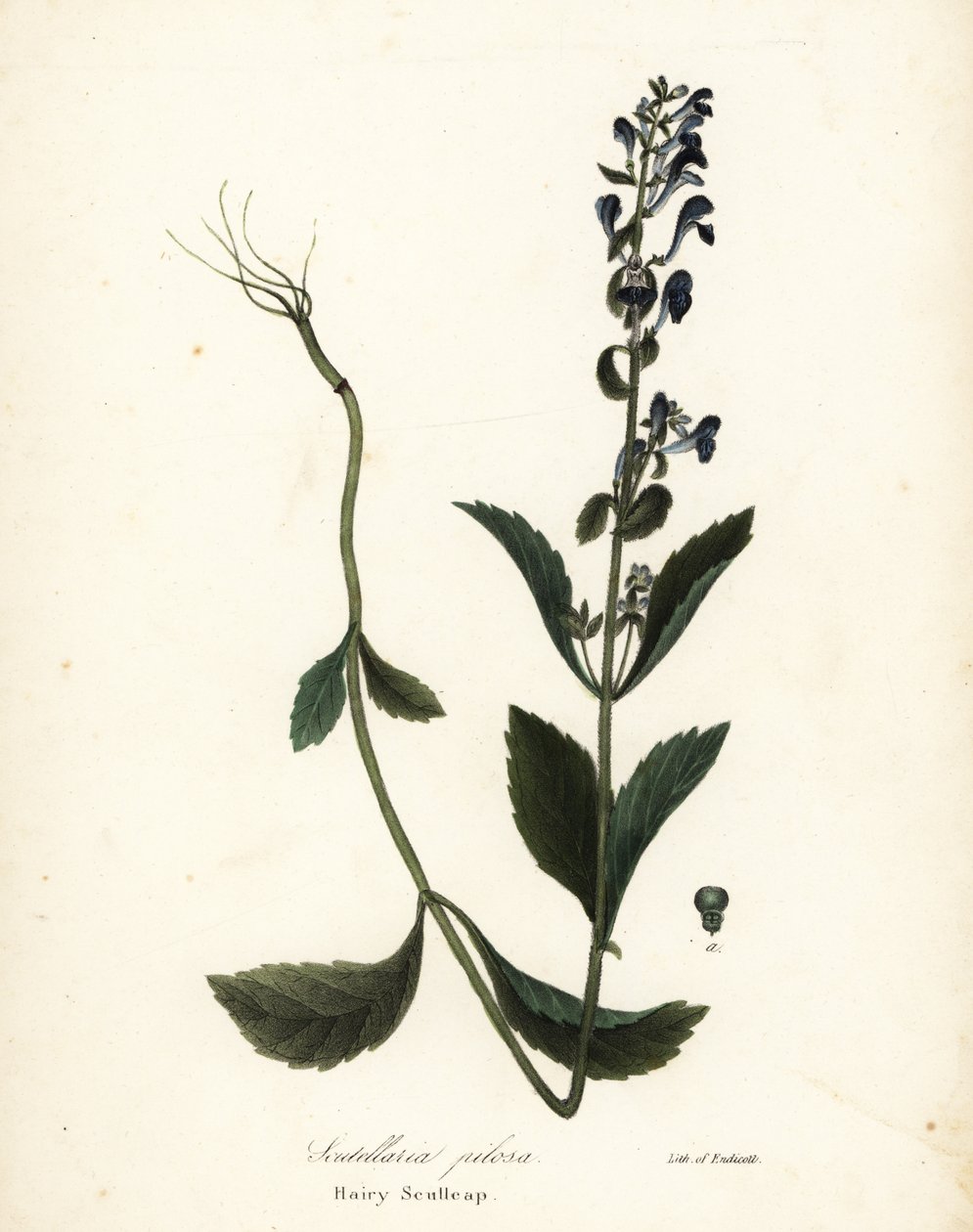Scullcap peludo, Scutellaria elliptica (Scutellaria pilosa) de Endicott Endicott