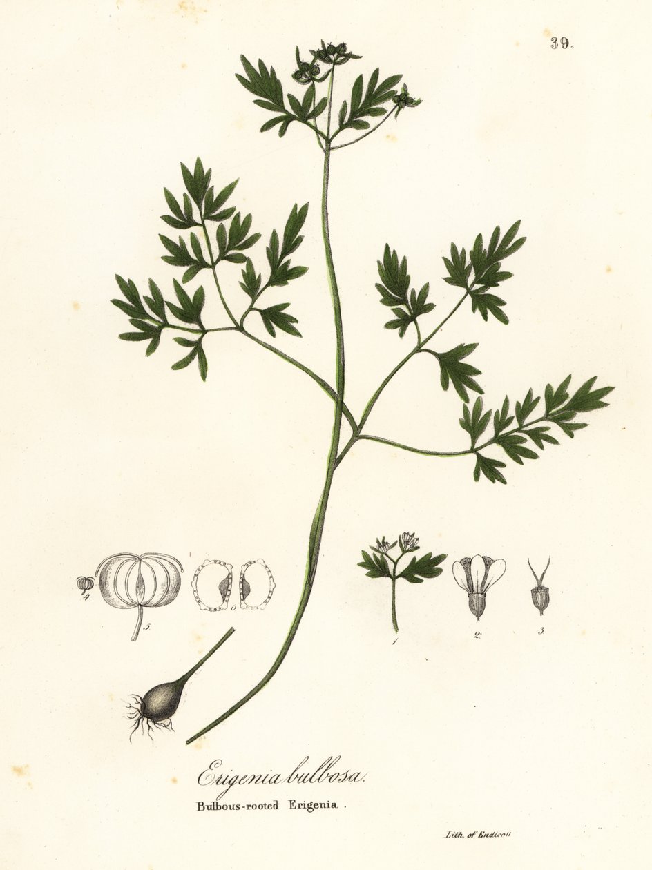 Prenúncio da primavera, pimenta e sal ou erigenia de raiz bulbosa, Erigenia bulbosa de Endicott Endicott