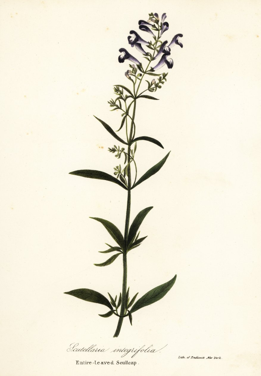 Flor de capacete, capa de capacete ou de escultura de folhas inteiras, Scutellaria integrifolia de Endicott Endicott