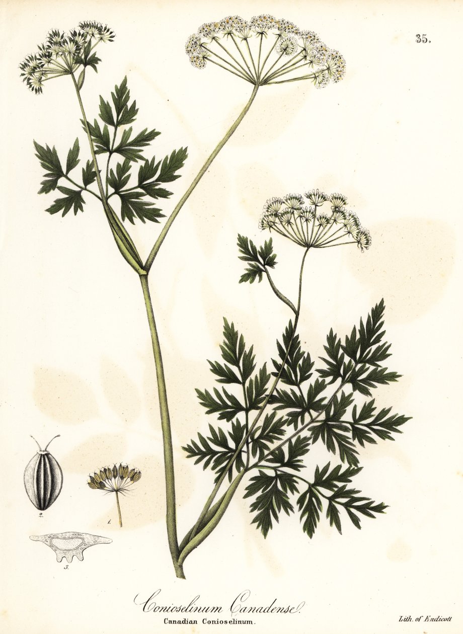 cicuta-salsa de Endicott Endicott