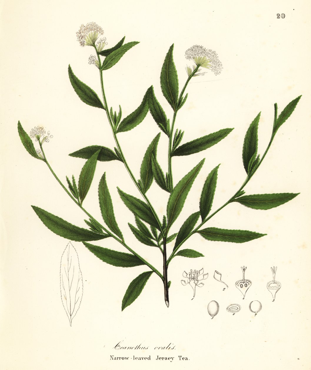 Chá de Jersey, Ceanothus herbaceus (Chá de Jersey de folhas estreitas, Ceanothus ovalis) de Endicott Endicott