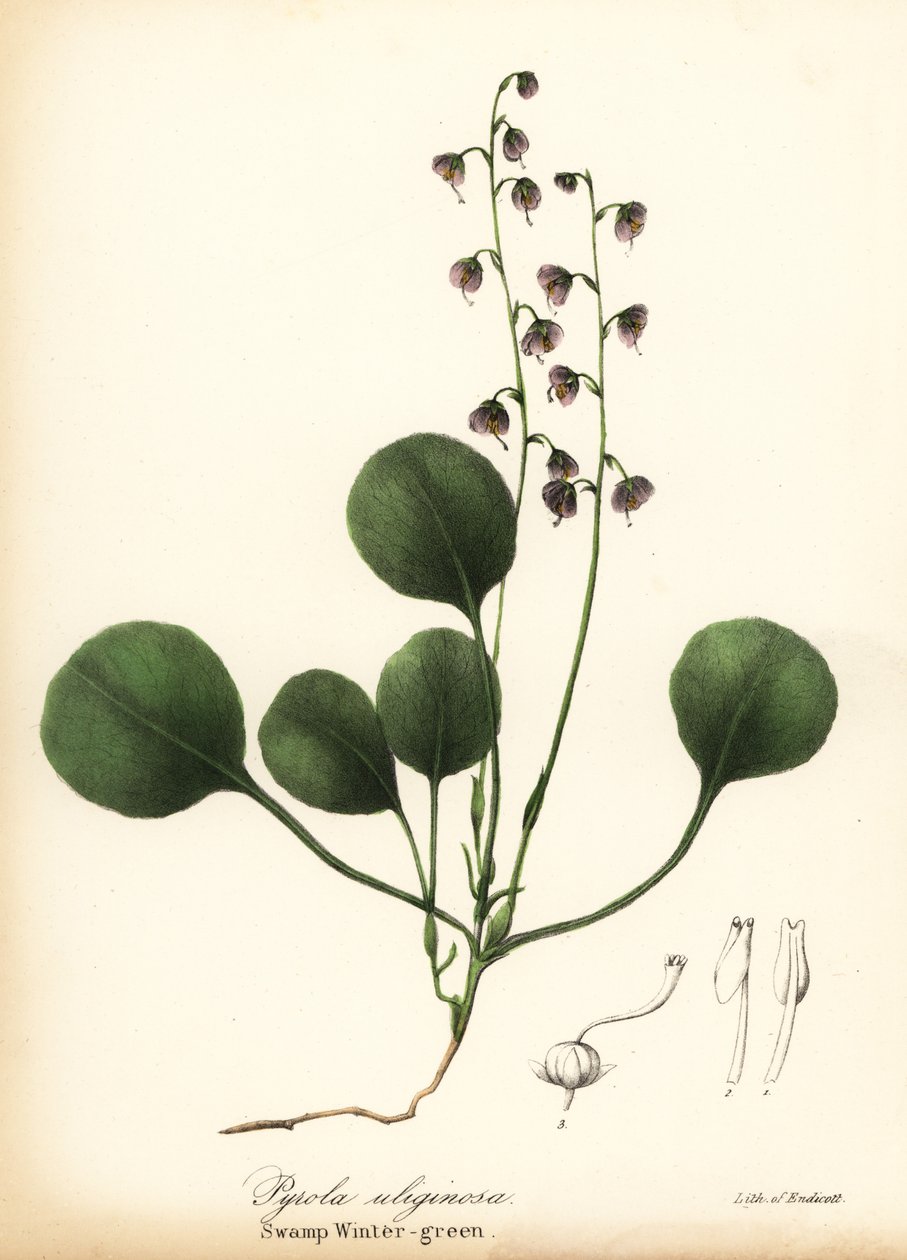 Gaultéria de folha de fígado, gaultéria do pântano ou gaultéria rosa, Pyrola asarifolia (verde-de-pântano, Pyrola uliginosa) de Endicott Endicott
