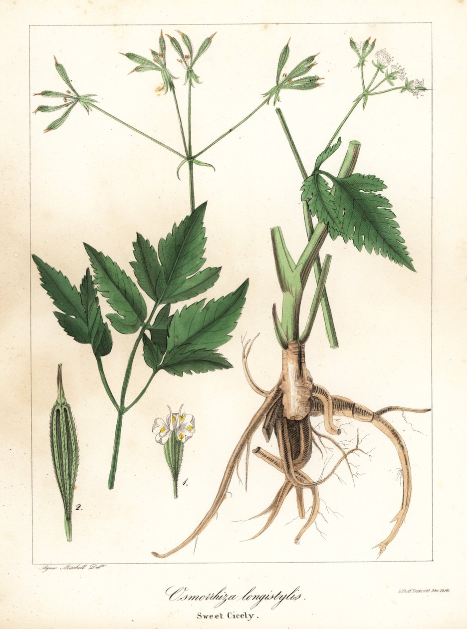 Sweet-cicely longstyle, sweetroot longstyle ou sweet cicely, Osmorhiza longistylis de Endicott Endicott