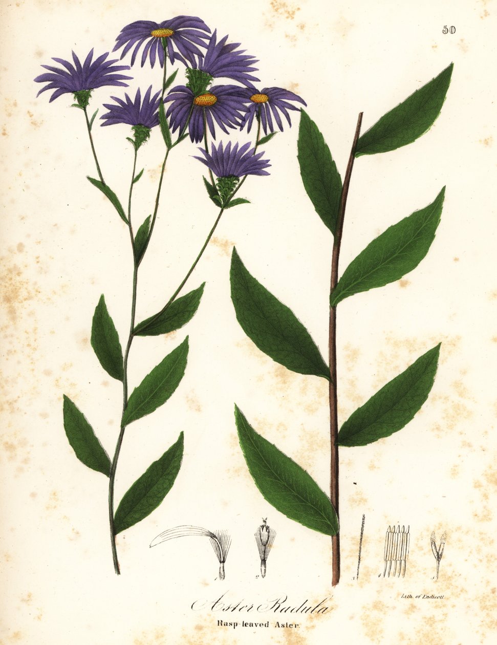 Áster áspero baixo ou áster de madeira áspera, Eurybia radula (Áster com folhas de grosa, Áster radula) de Endicott Endicott