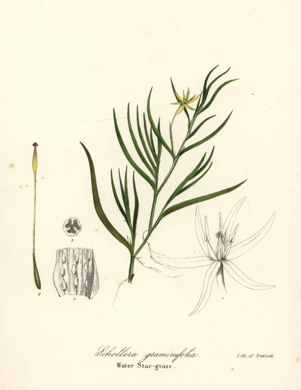 Plátano de lama ou jacinto de água, Heteranthera dubia (Water star-grass, Schollera graminifolia) de Endicott Endicott