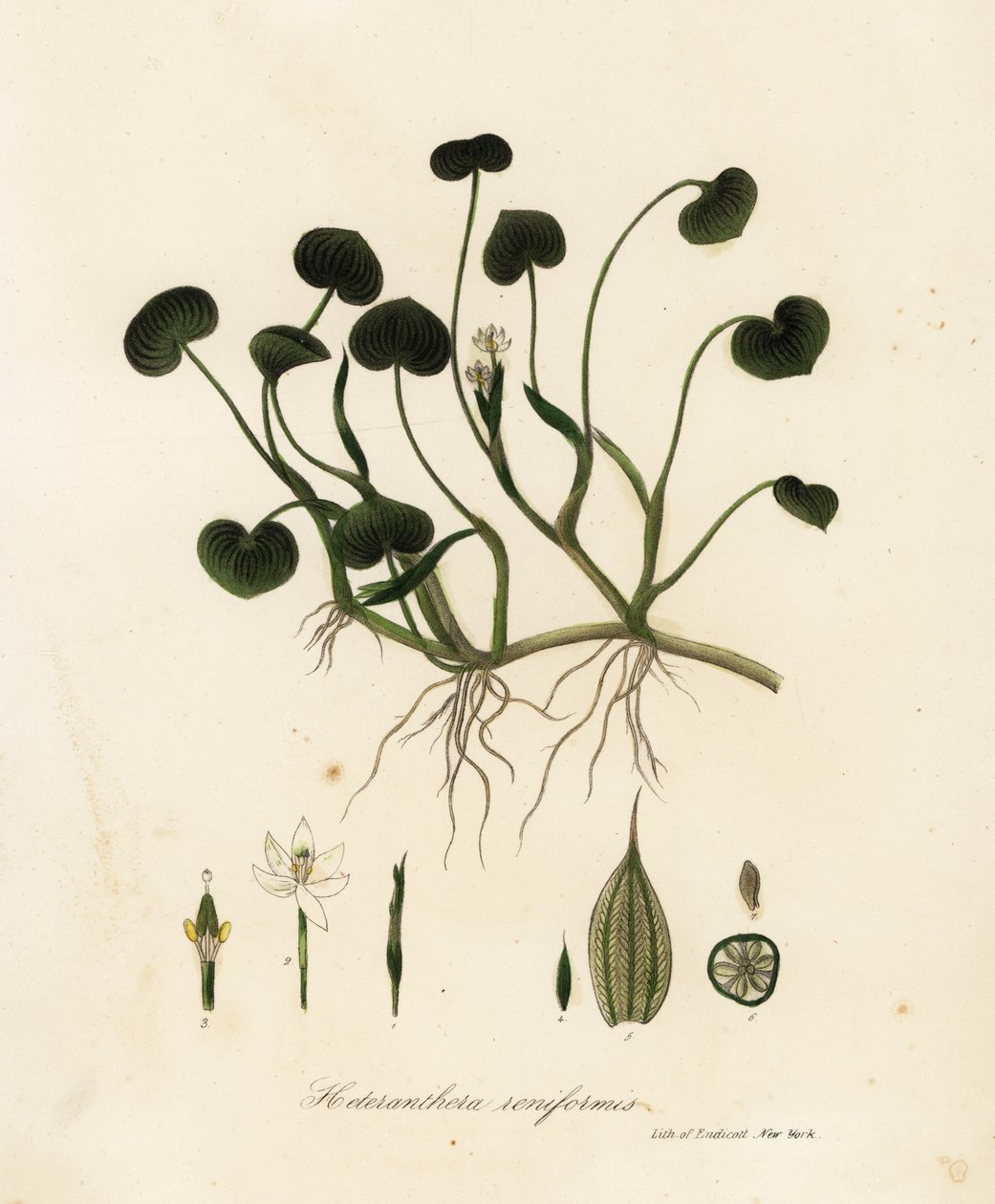 Banana-da-terra ou jacinto de água, Heteranthera reniformis de Endicott Endicott