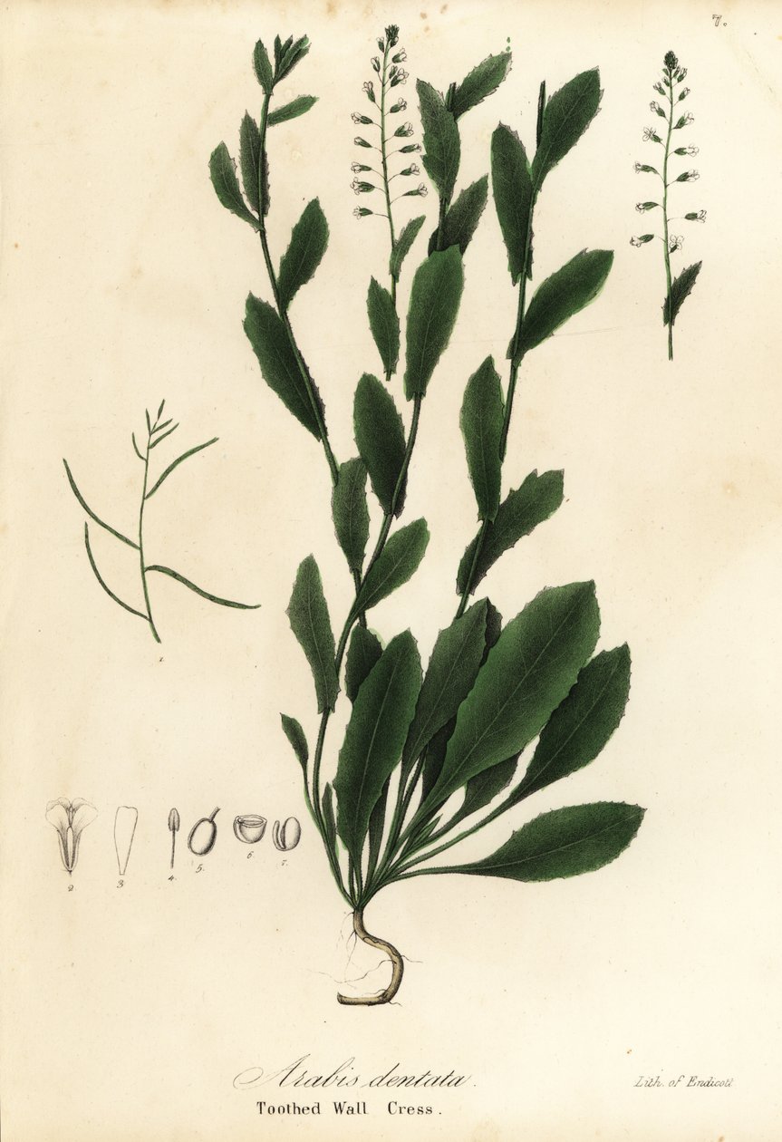 Murbeckiella pinnatifida (Agrião de parede dentado, Arabis dentata) de Endicott Endicott