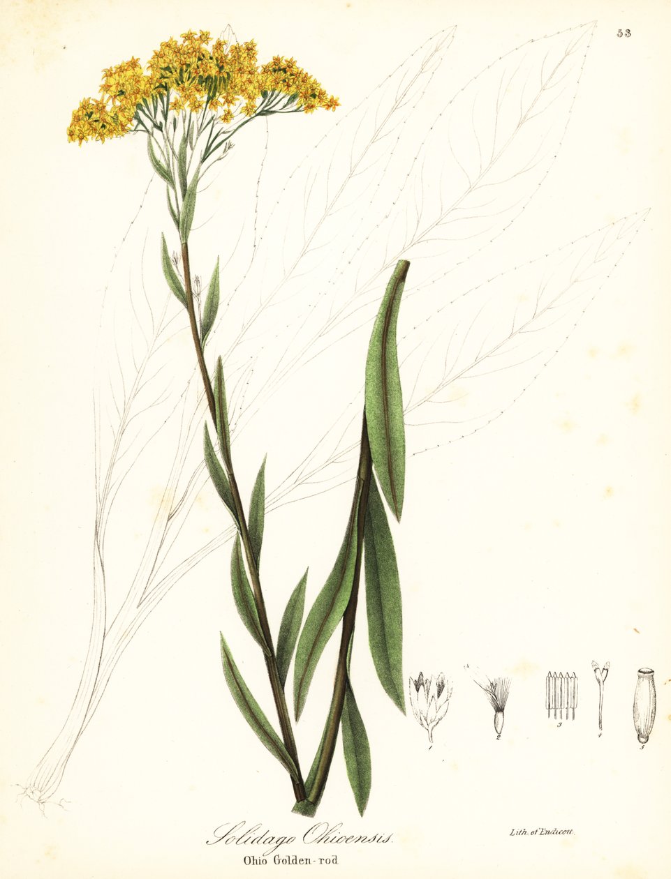 Ohio goldenrod, Solidago ohioensis de Endicott Endicott