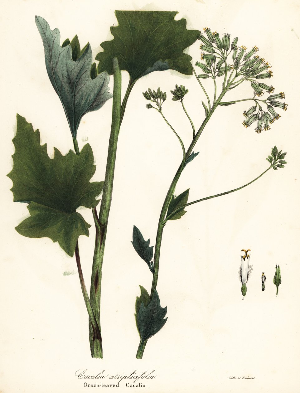 Banana-da-índia pálida, Arnoglossum atriplicifolium (cacalia de folhas de laranja, Cacalia atriplicifolia) de Endicott Endicott