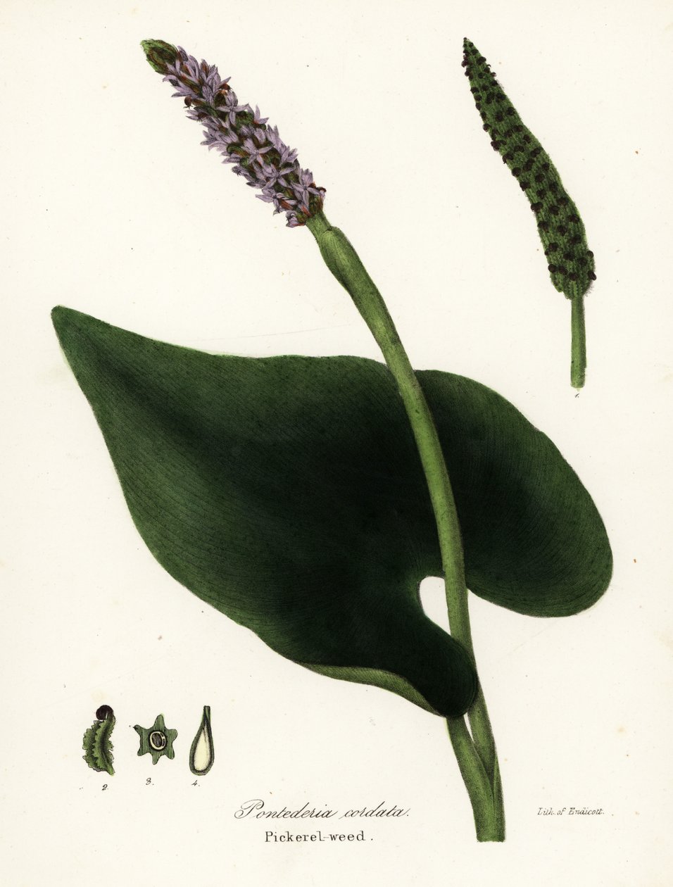Erva daninha de pickerel, Pontederia cordata de Endicott Endicott