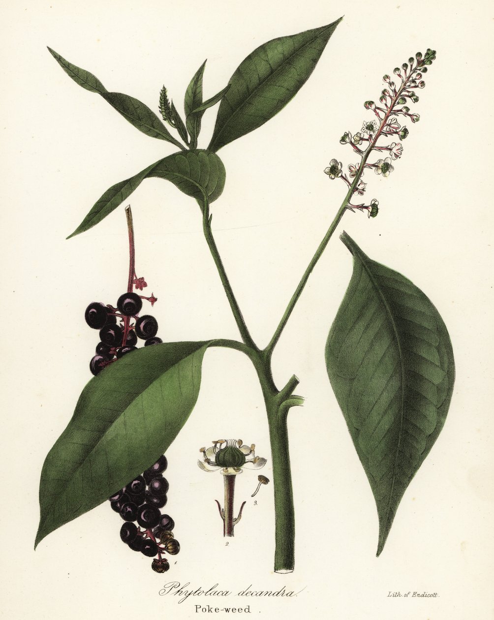 Pokeweed, Phytolacca americana (Phytolaca decandra) de Endicott Endicott
