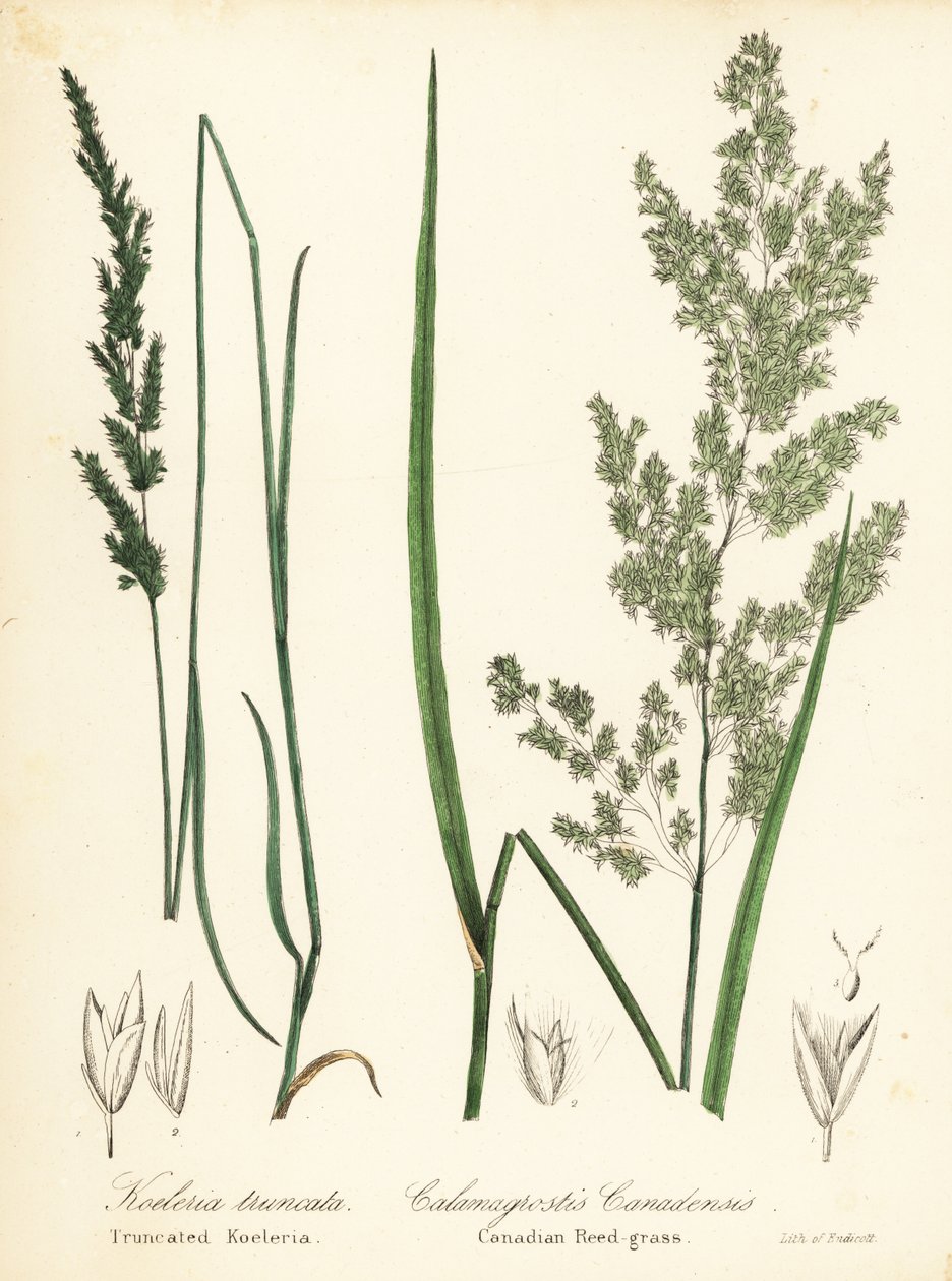 Prairie wedgescale, Sphenopholis obtusata, e Canadian reed-grass, Calamagrostis canadensis de Endicott Endicott