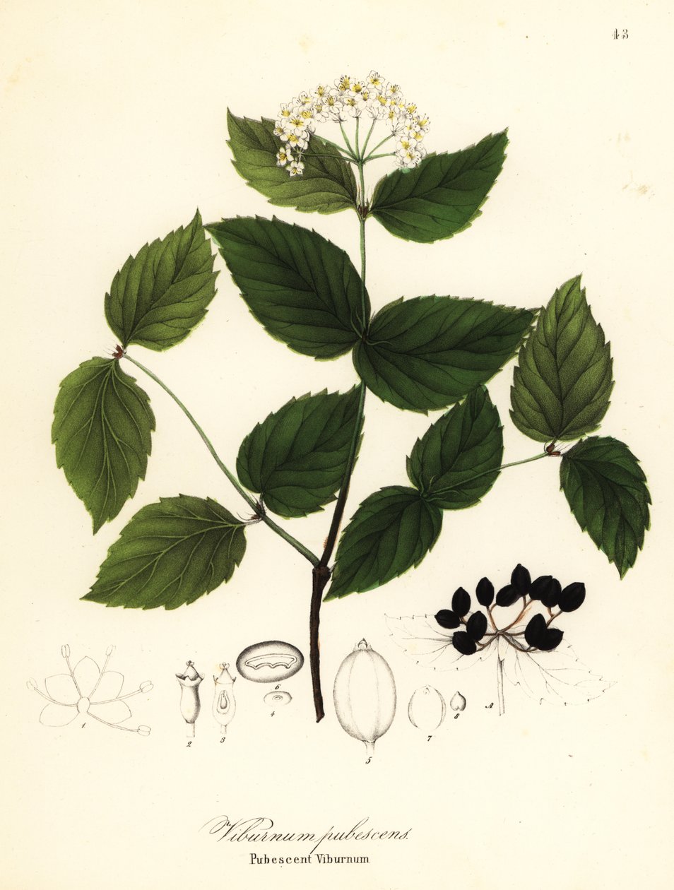 Pubescent viburnum, Viburnum pubescens de Endicott Endicott