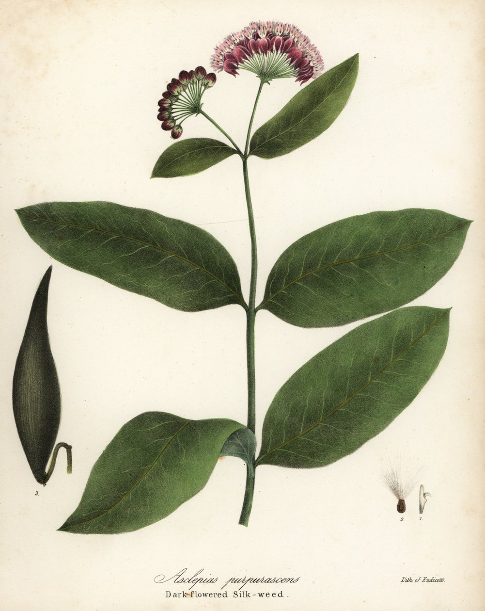 Algas lácteas roxas ou de flor negra de seda, Asclepias purpurascens de Endicott Endicott
