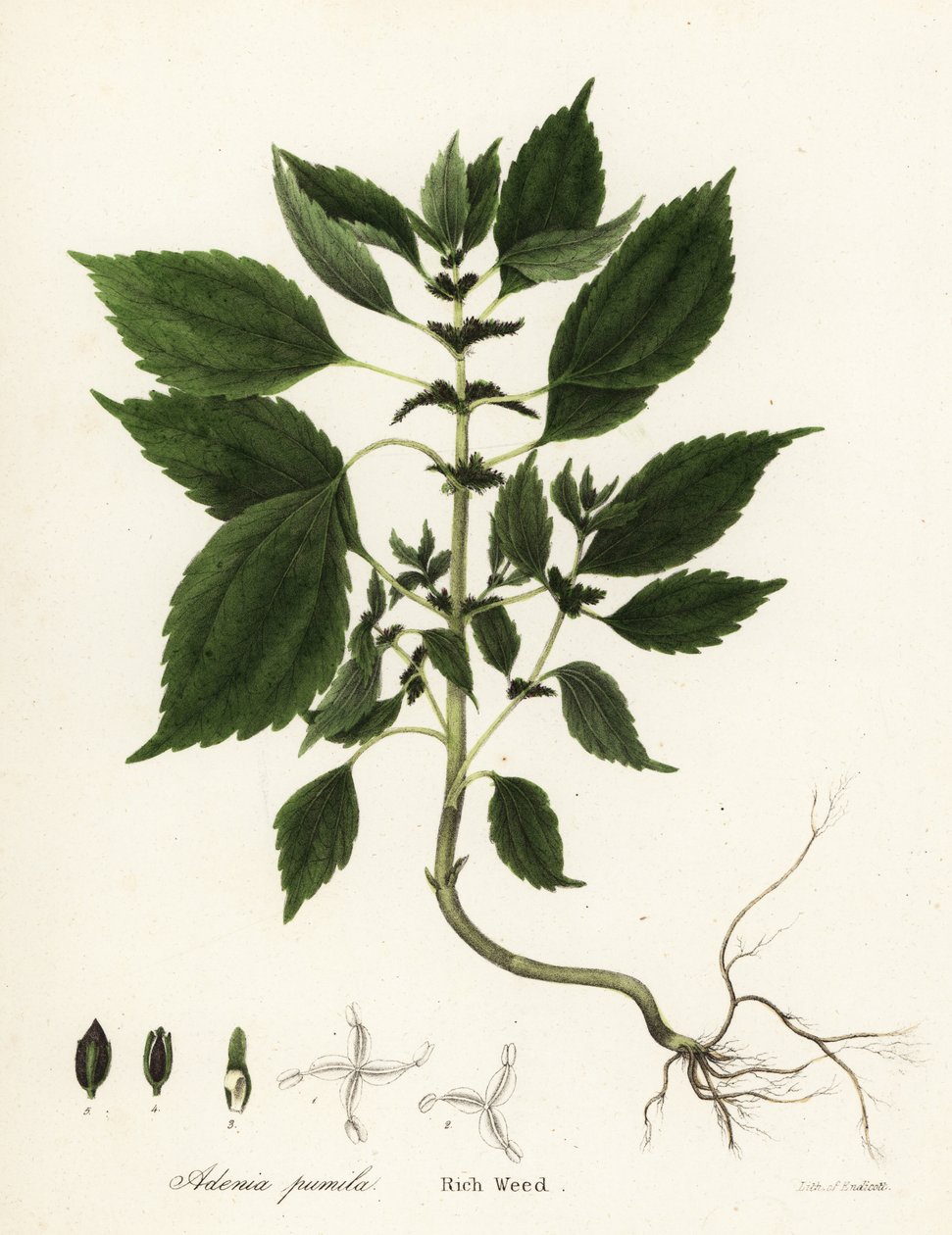 Erva daninha rica, Adenia pumila (Collinsonia canadensis?) de Endicott Endicott