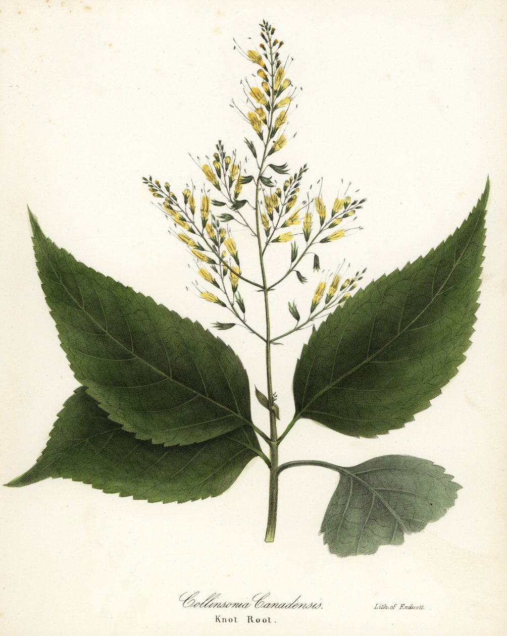 Rico de raiz de erva ou nó, Collinsonia canadensis de Endicott Endicott