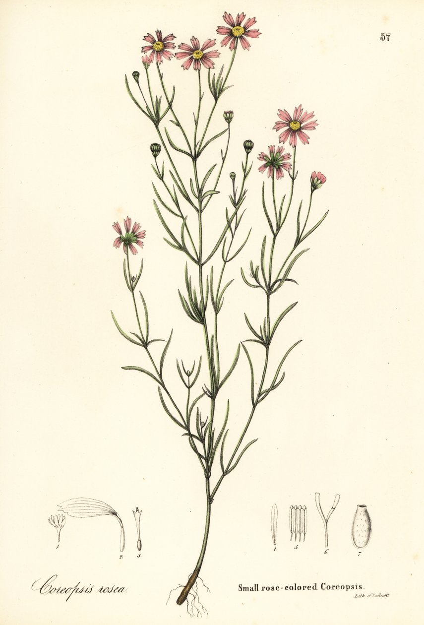 Pequeno coreopis cor de rosa, Coreopis rosea de Endicott Endicott