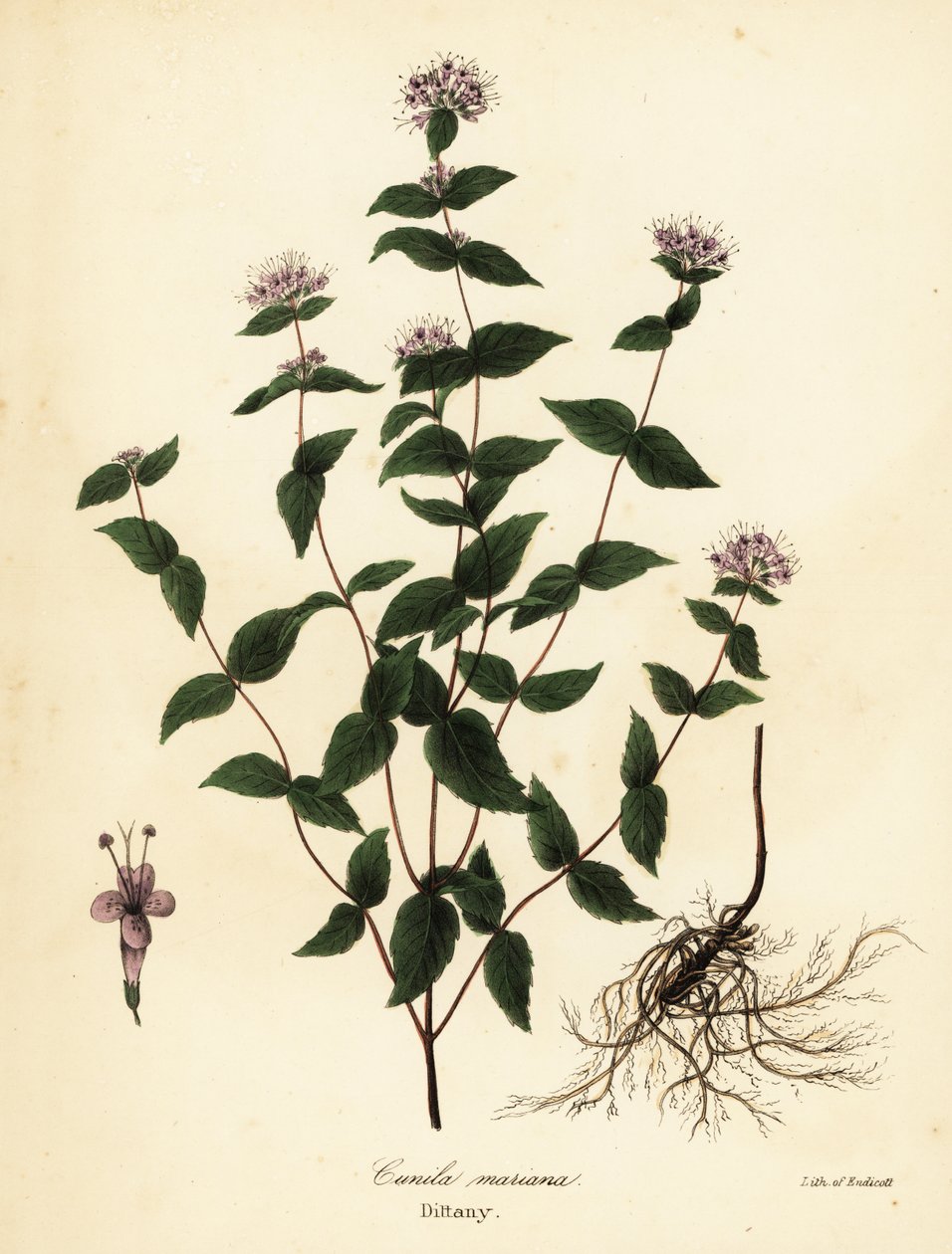 Menta de pedra, hortelã de geada, dittany e dittany americano, Cunila origanoides (Cunila mariana) de Endicott Endicott