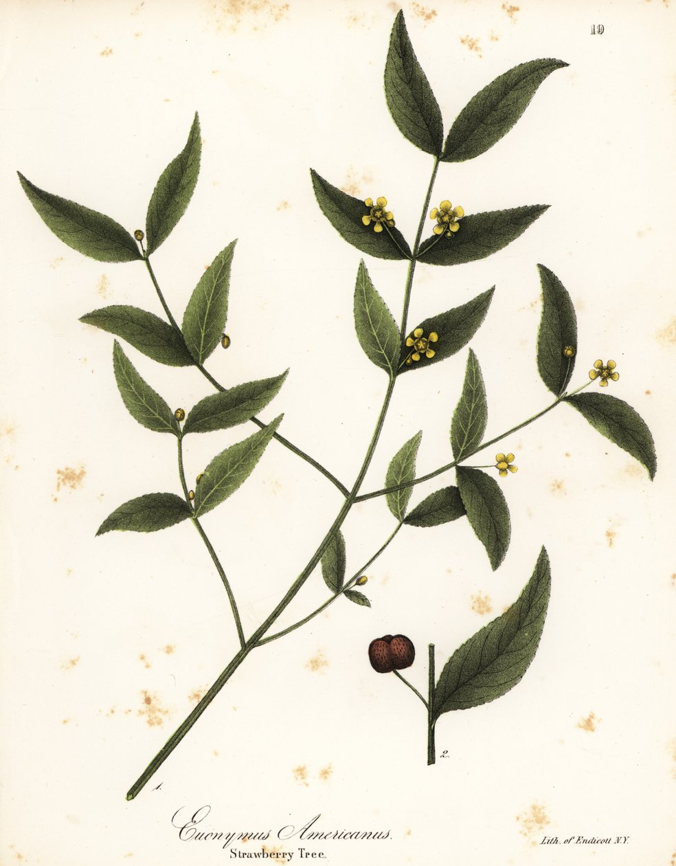 Morangueiro, Euonymus americanus de Endicott Endicott