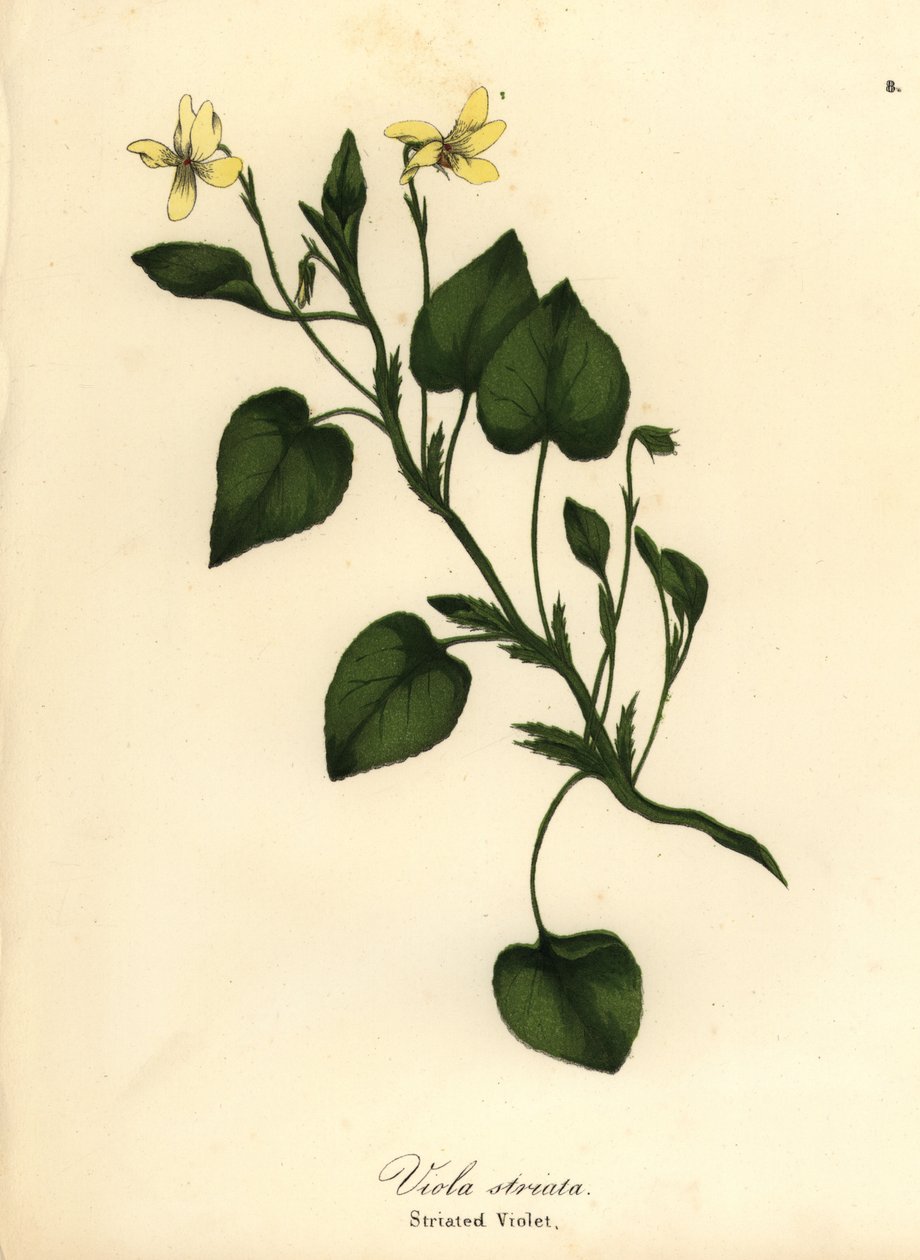 Violeta creme listrado, violeta cremosa ou violeta estriada, Viola striata de Endicott Endicott