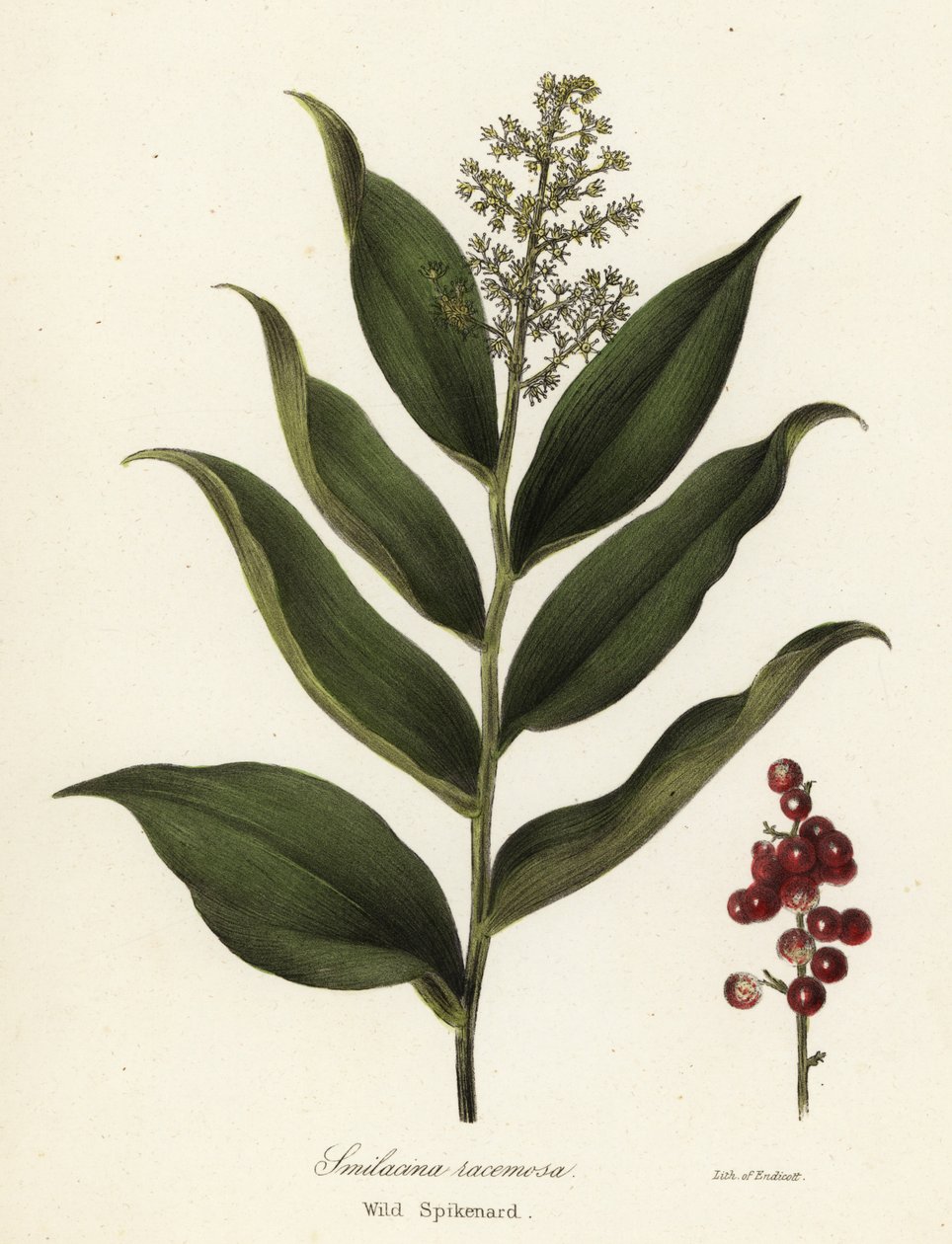 Treacleberry, Maianthemum racemosum (spikenard selvagem, Smilacina racemosa) de Endicott Endicott