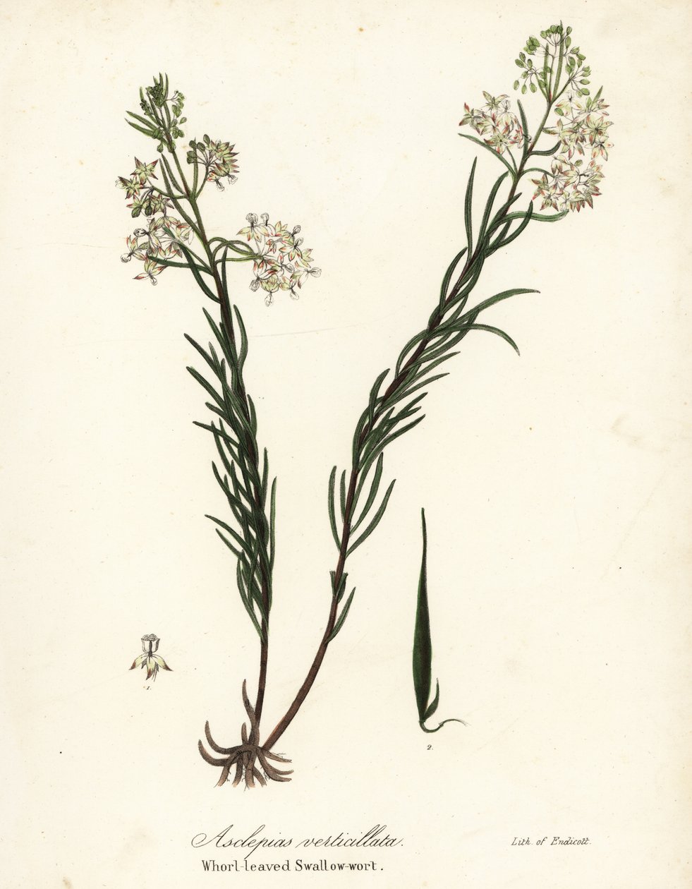 serralha espinhenta, serralha espinhenta oriental, serralha de cavalinha ou andorinha com folhas espirais, Asclepias verticillata de Endicott Endicott