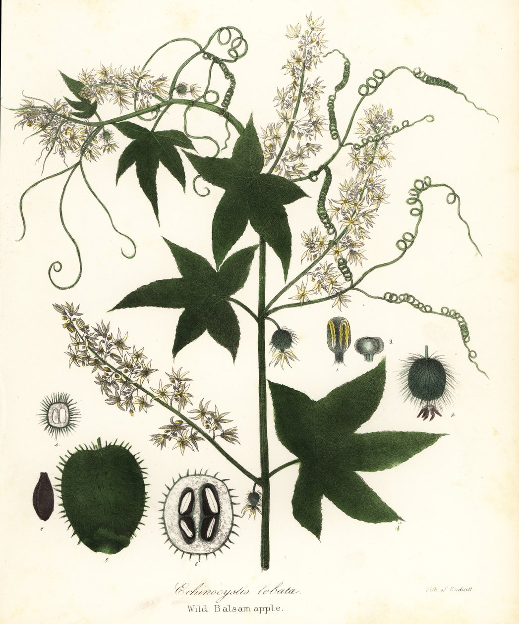 Pepino silvestre, pepino picante, pepino bur ou maçã bálsamo silvestre, Echinocystis lobata de Endicott Endicott