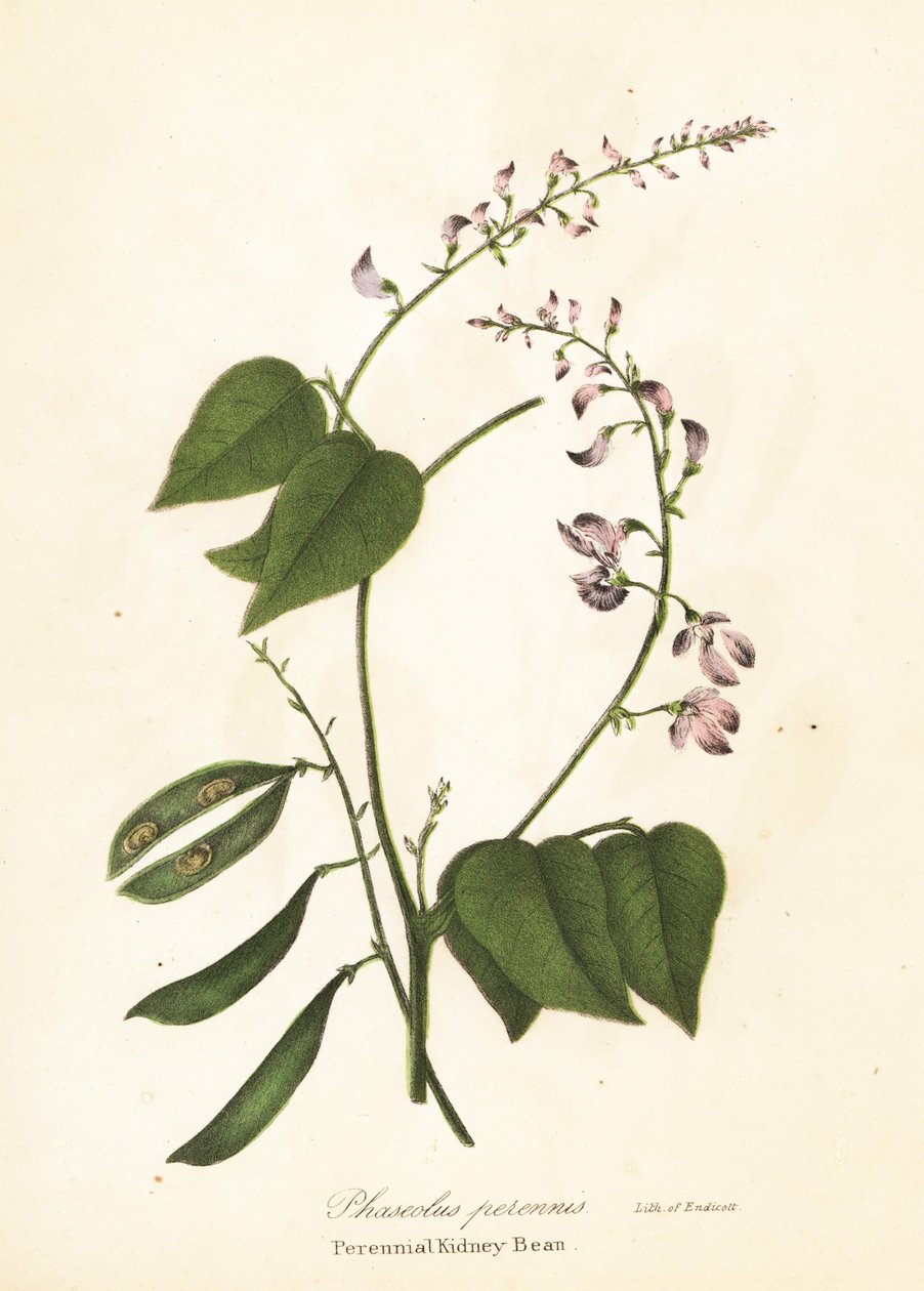 Feijão selvagem, Phaseolus polystachios (Perennial kidney-bean, Phaseolus perennis) de Endicott Endicott