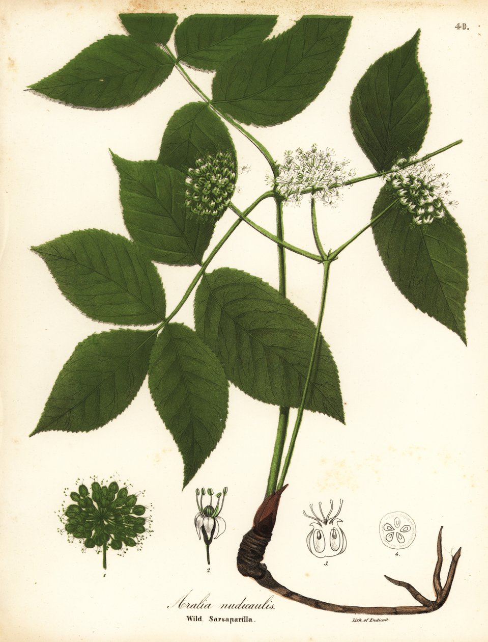 Sarsaparrilha selvagem, Aralia nudicaulis de Endicott Endicott