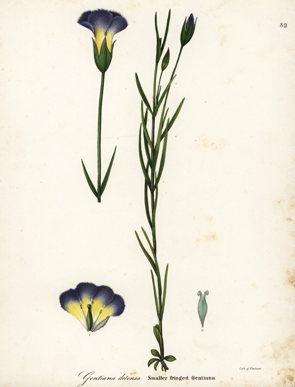 Gentiana margeada de moinho de vento, Gentianopsis detonsa (Gentianopsis detonsa de pequeno porte, Gentianopsis detonsa) de Endicott Endicott