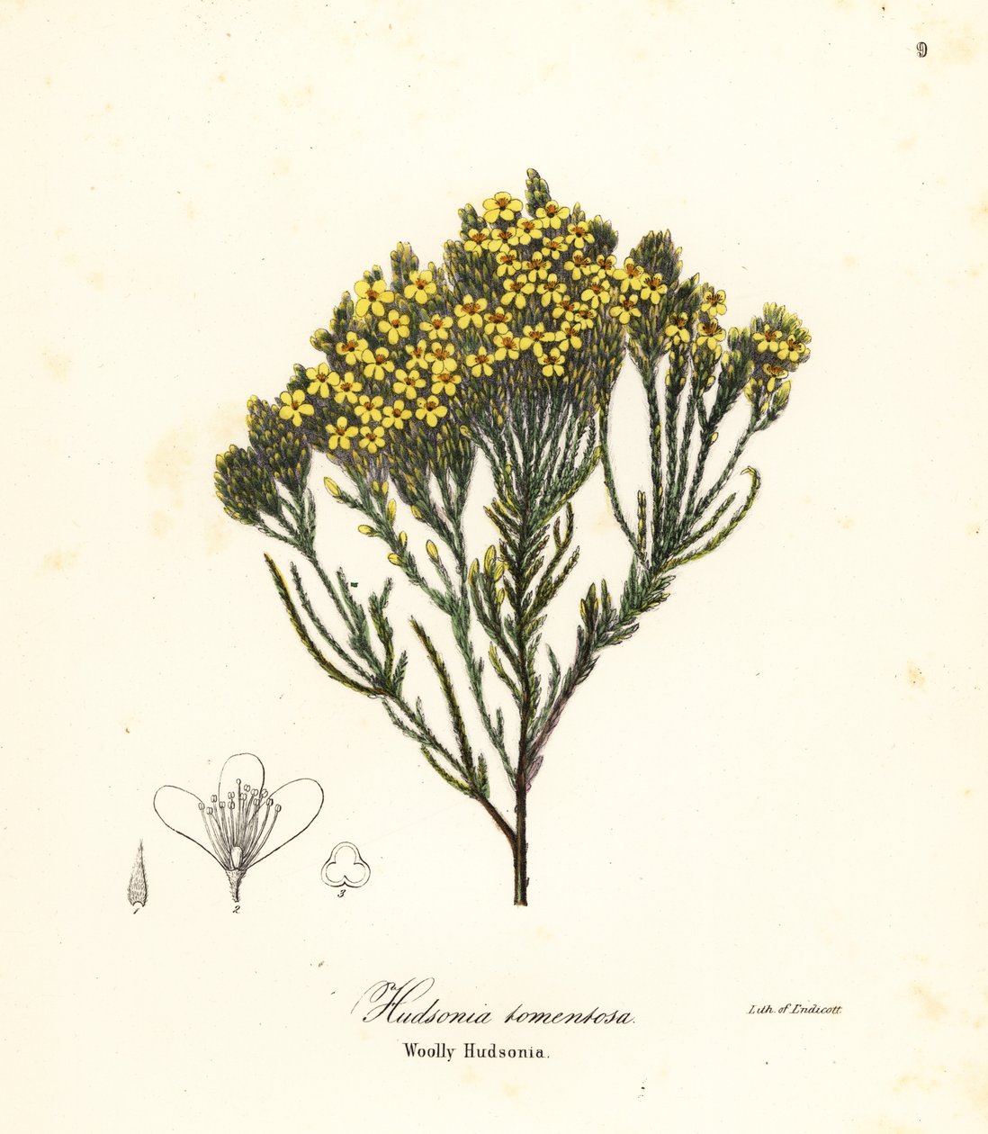 Urze de praia, urze de praia, urze de areia ou hudsonia lanosa, Hudsonia tomentosa de Endicott Endicott