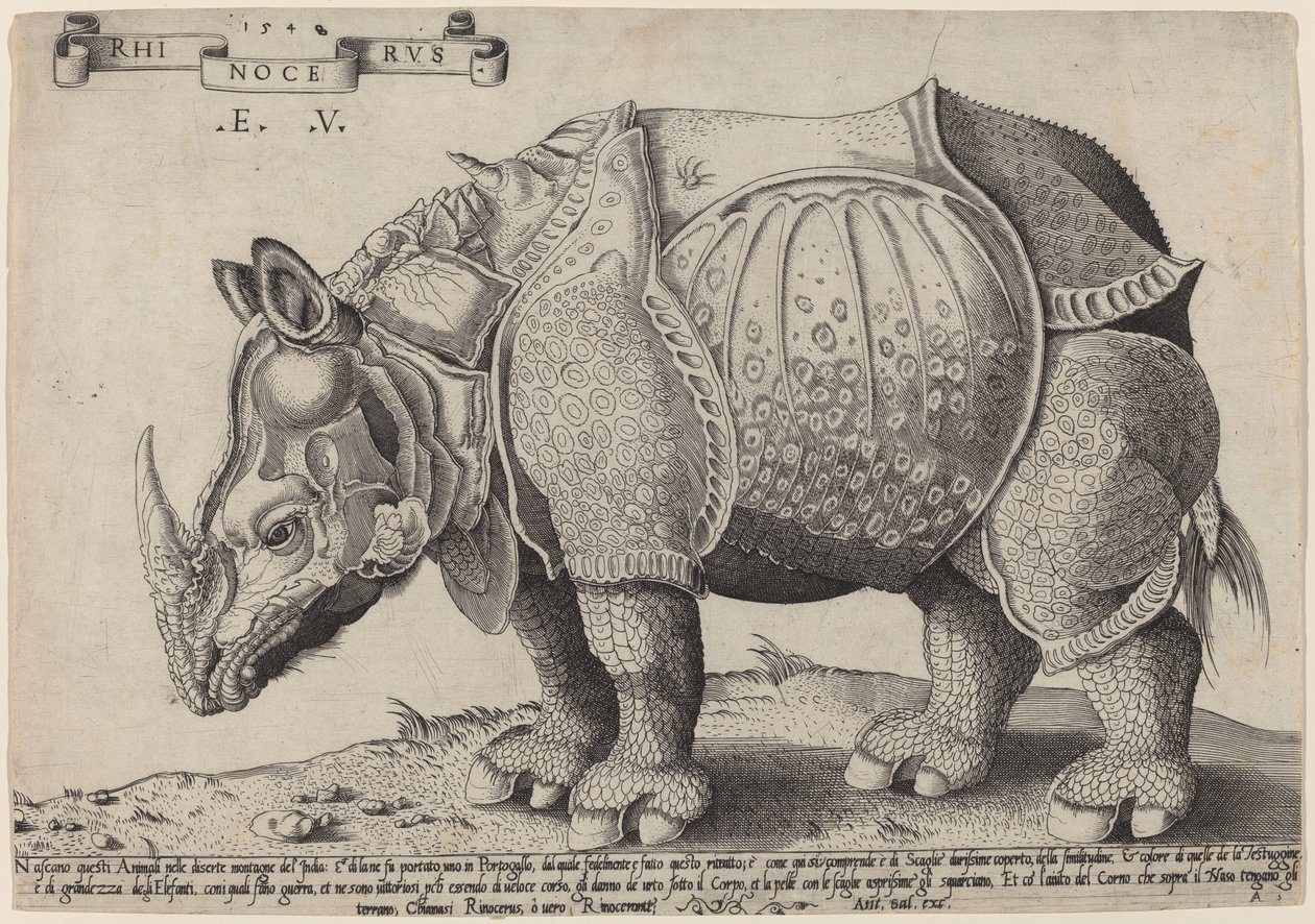 Rinoceronte de Enea Vico after Albrecht Dürer