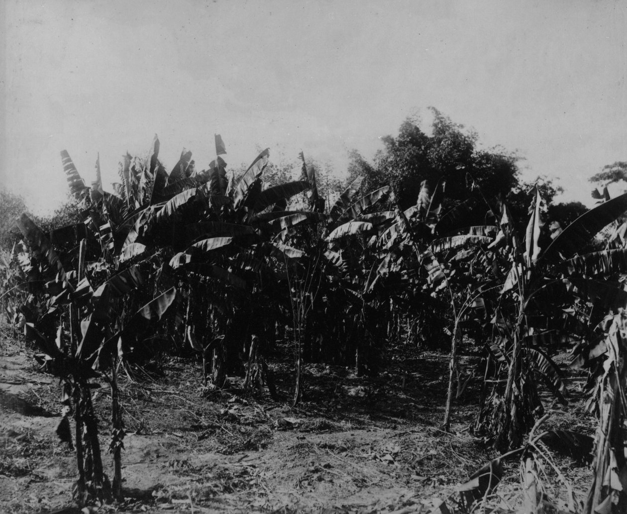 Cultivo de Banana, Trinidad, c.1891 de English Photographer